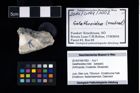 Foto (Objekt + Etikett) von Galatheoidea indet.  (NHMW-GEO-2014-0194-1002)